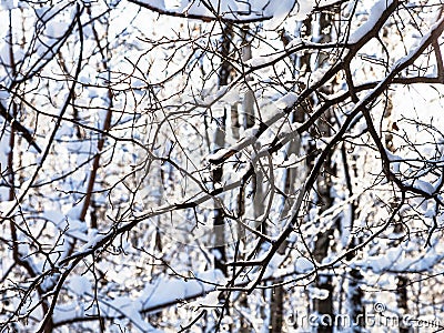 intertwined branches of trees in snowy forest Stock Photo
