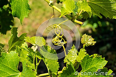 Intertwined grape vine Stock Photo