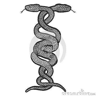 Intertwined two snakes. Engraving vector illustration. Sketch Vector Illustration