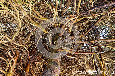 Interlacing the lush branches of the bush Stock Photo