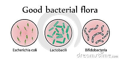 Intestinal bacteria flora. Good bacterial flora. Vector illustration Vector Illustration