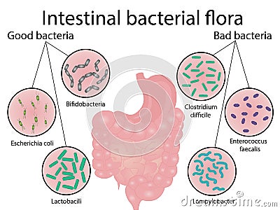 Intestinal bacteria flora. Good and bad bacterias Vector Illustration