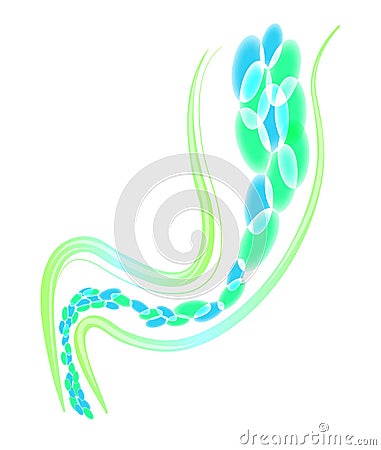 Intestinal bacteria protection and defense Stock Photo