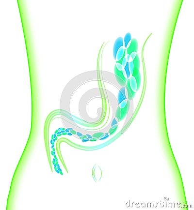 Intestinal bacteria protection and defense Stock Photo