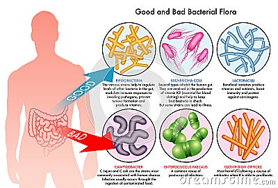 Intestinal bacterial flora Vector Illustration