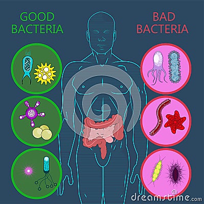 Intestinal flora, Set of good and bad bacteria Vector Illustration