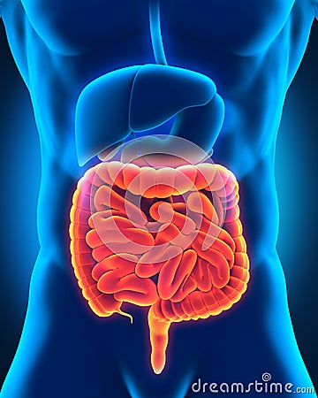 Intestinal Internal Organs Stock Photo