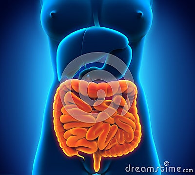 Intestinal Internal Organs Stock Photo