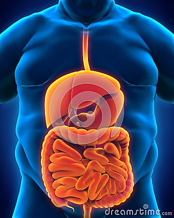 Intestinal Internal Organs of Overweight Body Stock Photo