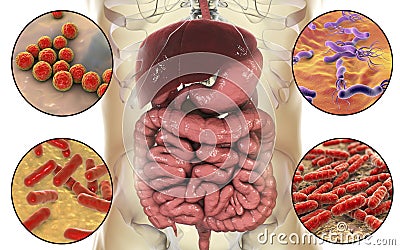 Intestinal microbiome, bacteria colonizing different parts of digestive system Stock Photo