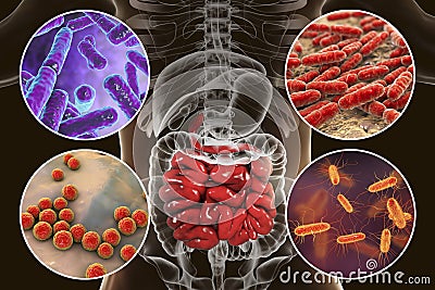 Intestinal microbiome, bacteria colonizing small intestine Cartoon Illustration