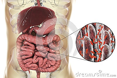 Intestinal microbiome, close-up view of intestinal villi and enteric bacteria Cartoon Illustration