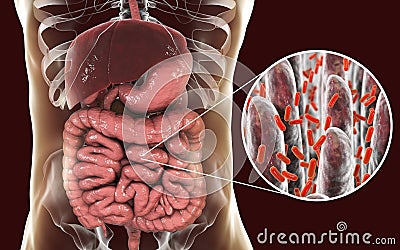 Intestinal microbiome, close-up view of intestinal villi and enteric bacteria Cartoon Illustration