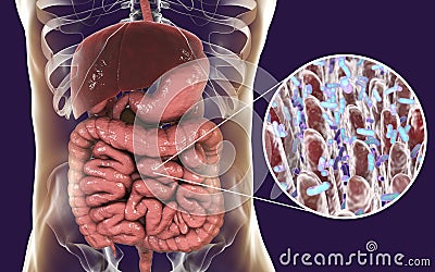 Intestinal microbiome, close-up view of intestinal villi and enteric bacteria Cartoon Illustration