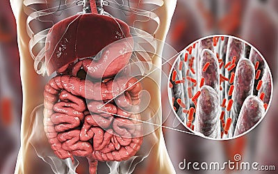 Intestinal microbiome, close-up view of intestinal villi and enteric bacteria Cartoon Illustration