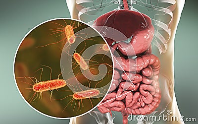 Intestinal microbiome, Escherichia coli Cartoon Illustration