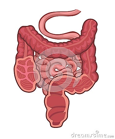 Intestinal tract Stock Photo