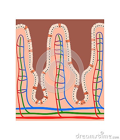 Intestinal villi anatomy, epithelial cells with microvilli and capillary network detailed illustration Cartoon Illustration