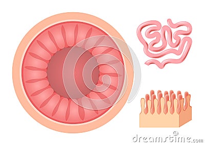 Intestinal villi anatomy, small intestine lining . organ Vector Illustration