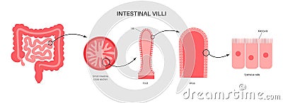 Intestinal villi concept Vector Illustration