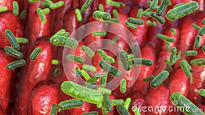 Intestinal villi with enteric bacteria Cartoon Illustration