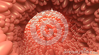 Intestinal villi. Human intestine. Cartoon Illustration