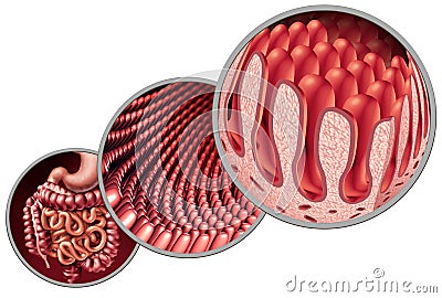 Intestinal Villi Cartoon Illustration