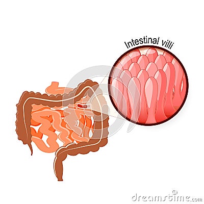 Intestinal Villi, Large and small intestine Vector Illustration