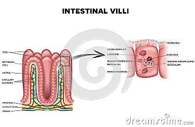 Intestinal villi and microvilli Vector Illustration