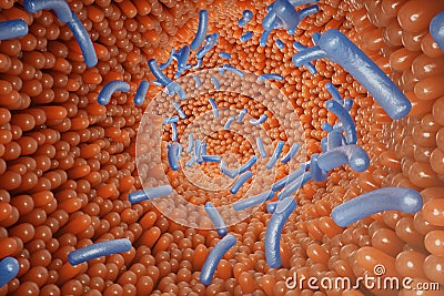 Intestinal villi, mucosa intestinal. Bacteria and microbes in intestines. Microscopic villi and capillary. Human Stock Photo