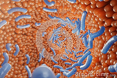 Intestinal villi, mucosa intestinal. Bacteria and microbes in intestines. Microscopic villi and capillary. Human Stock Photo