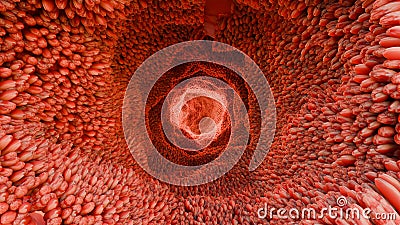 intestinal villi, Red microvilli in a intestinal tract. Digestive system, epithelial cells Stock Photo