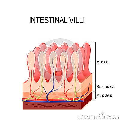 Intestinal villi Vector Illustration