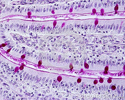 Goblet cells and brush border of intestinal epithelium Stock Photo