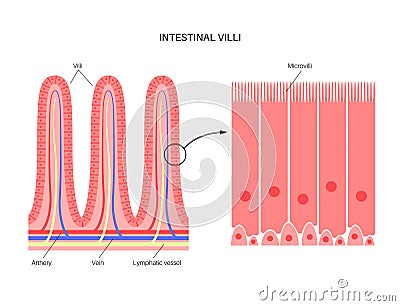Intestinal villi anatomy Vector Illustration