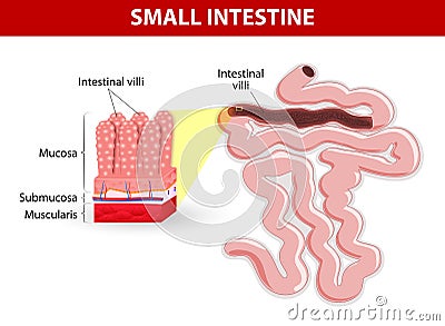 Intestinal villi. Vector diagram Vector Illustration