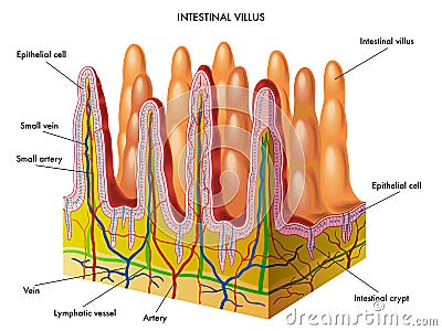 Intestinal villus Vector Illustration