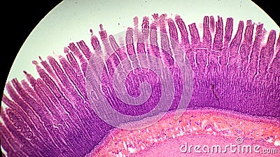 Intestinal wall under a microscope, permanent preparation Stock Photo