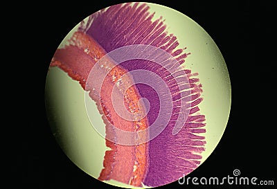 Intestinal wall under a microscope, permanent preparation Stock Photo