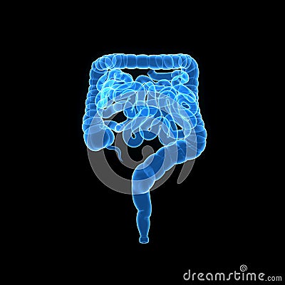 Intestine Anterior view Stock Photo