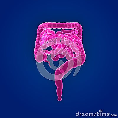 Intestine Anterior view Stock Photo