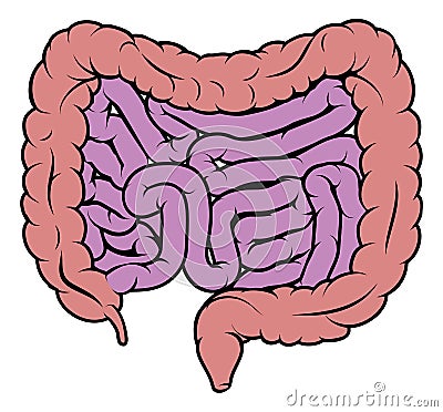 Intestine Gut Digestive System Diagram Vector Illustration