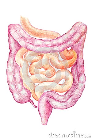 Intestine, Human Internal Organ Diagram stock illustration Cartoon Illustration