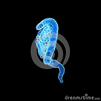 Intestine Lateral view Stock Photo