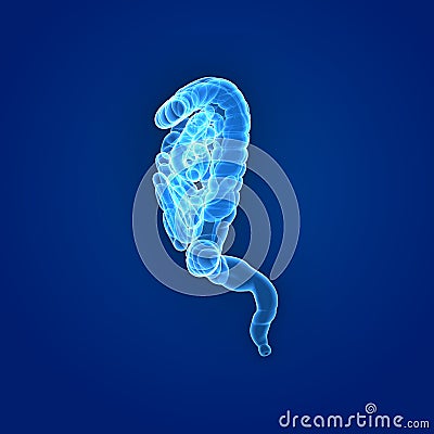 Intestine Lateral view Stock Photo