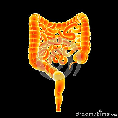 Intestine posterior view Stock Photo