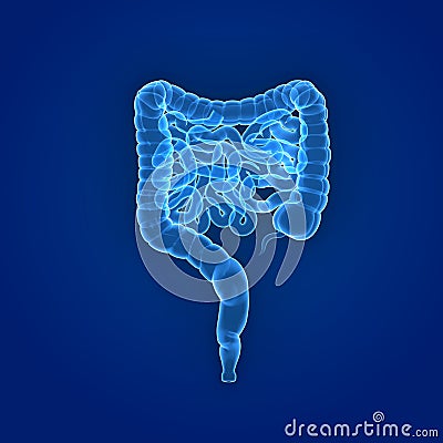 Intestine Posterior view Stock Photo