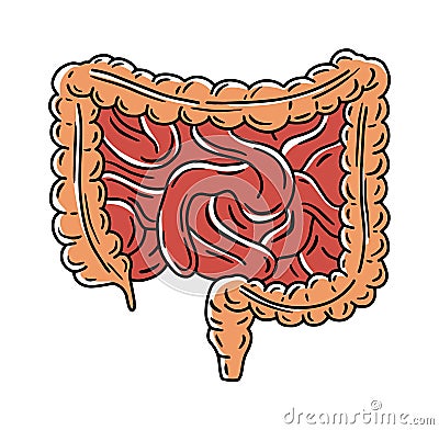 Intestine, small bowel and large colon vector anatomical illustration Vector Illustration
