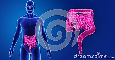 Intestine zoom with Body Anterior view Stock Photo