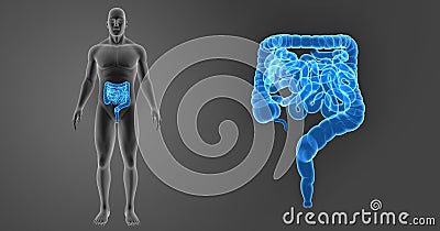 Intestine zoom with Body Anterior view Stock Photo